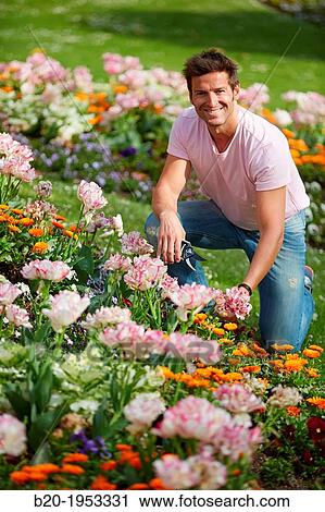 Gardener cutting flowers, Pruning secateurs, Hand tool, Garden,. View Large Photo Image Stock Image - Gardener cutting flowers, Pruning secateurs, Hand tool, Garden,.. Fotosearch