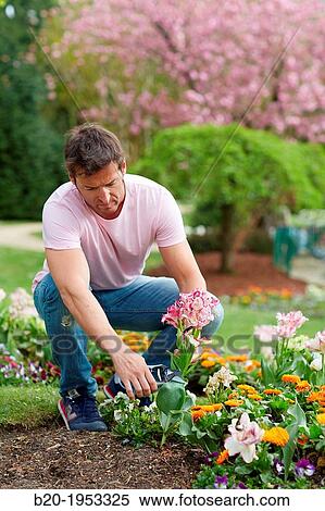 Gardener cutting flowers, Pruning secateurs, Hand tool, Garden,. View Large Photo Image Stock Photography - Gardener cutting flowers, Pruning secateurs, Hand tool, Garden,.. Fotosearch