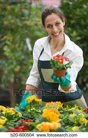 Gardener. Flowerpots with pansies, Garden, Tree nursery. Gipuzkoa, Euskadi. Spain. View Large Photo Image Picture - Gardener. Flowerpots with pansies, Garden, Tree nursery. Gipuzkoa, Euskadi. Spain.. Fotosearch