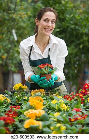 Gardener. Flowerpots with pansies, Garden, Tree nursery. Gipuzkoa, Euskadi. Spain. View Large Photo Image Stock Image - Gardener. Flowerpots with pansies, Garden, Tree nursery. Gipuzkoa, Euskadi. Spain.. Fotosearch