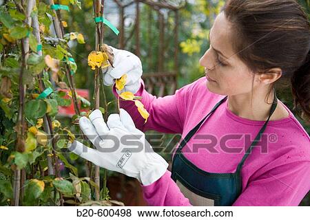 Stock Photo - Gardener. Garden, Tree nursery. Gipuzkoa, Euskadi. Spain.. Fotosearch