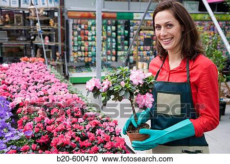 Gardener, pot with azalea. Garden, Tree nursery. Gipuzkoa, Euskadi. Spain. View Large Photo Image Stock Image - Gardener, pot with azalea. Garden, Tree nursery. Gipuzkoa, Euskadi. Spain.. Fotosearch