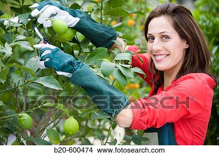 Picture - Gardener pruning lemon tree. Garden, Tree nursery. Gipuzkoa, Euskadi. Spain.. Fotosearch