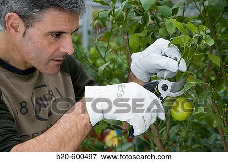 Gardener pruning lemon tree. Garden, Tree nursery. Gipuzkoa, Euskadi. Spain. View Large Photo Image Stock Photo - Gardener pruning lemon tree. Garden, Tree nursery. Gipuzkoa, Euskadi. Spain.. Fotosearch