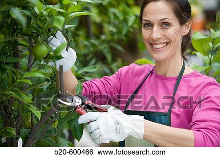 Gardener pruning lemon tree. Garden, Tree nursery. Gipuzkoa, Euskadi. Spain. View Large Photo Image Stock Photograph - Gardener pruning lemon tree. Garden, Tree nursery. Gipuzkoa, Euskadi. Spain.. Fotosearch