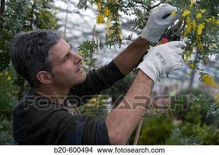 Picture - Gardener pruning mimosa. Garden, Tree nursery. Gipuzkoa, Euskadi. Spain.. Fotosearch