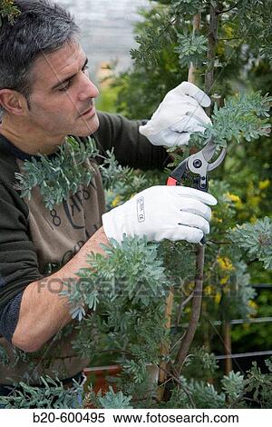 Gardener pruning mimosa. Garden, Tree nursery. Gipuzkoa, Euskadi. Spain. View Large Photo Image Stock Photography - Gardener pruning mimosa. Garden, Tree nursery. Gipuzkoa, Euskadi. Spain.. Fotosearch