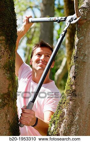 Gardener pruning tree, Pruning secateurs, Hand tool, Garden,. View Large Photo Image Stock Image - Gardener pruning tree, Pruning secateurs, Hand tool, Garden,.. Fotosearch