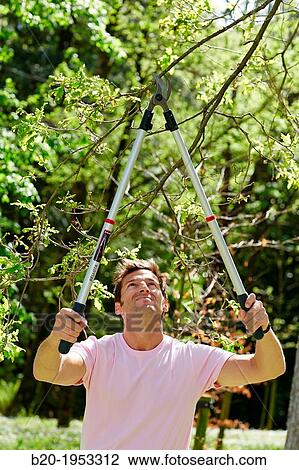 Gardener pruning tree, Pruning secateurs, Hand tool, Garden,. View Large Photo Image Stock Image - Gardener pruning tree, Pruning secateurs, Hand tool, Garden,.. Fotosearch