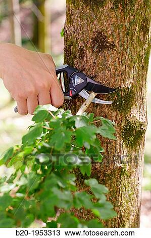 Gardener pruning tree, Pruning secateurs, Hand tool, Garden,. View Large Photo Image Stock Image - Gardener pruning tree, Pruning secateurs, Hand tool, Garden,.. Fotosearch