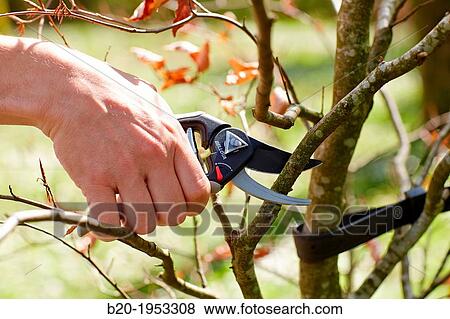 Stock Photo - Gardener pruning tree, Pruning secateurs, Hand tool, Garden,.. Fotosearch