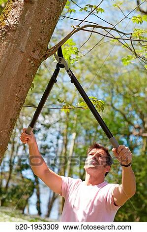 Gardener pruning tree, Pruning secateurs, Hand tool, Garden,. View Large Photo Image Stock Photo - Gardener pruning tree, Pruning secateurs, Hand tool, Garden,.. Fotosearch