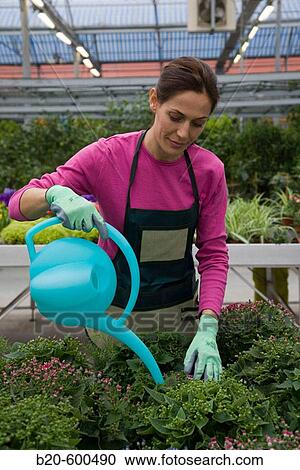 Stock Image - Gardener transplanting flower pots. Garden, Tree nursery. Gipuzkoa, Euskadi. Spain.. Fotosearch