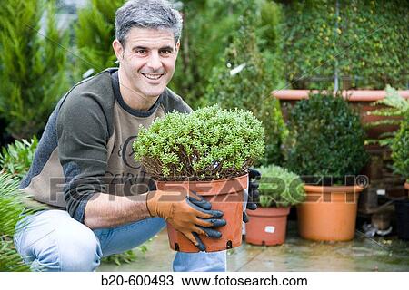Gardener transplanting flower pots. Garden, Tree nursery. Gipuzkoa, Euskadi. Spain. View Large Photo Image Stock Image - Gardener transplanting flower pots. Garden, Tree nursery. Gipuzkoa, Euskadi. Spain.. Fotosearch