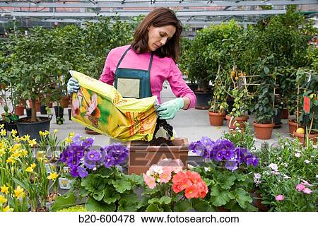 Gardener transplanting flower pots. Garden, Tree nursery. Gipuzkoa, Euskadi. Spain. View Large Photo Image Stock Photo - Gardener transplanting flower pots. Garden, Tree nursery. Gipuzkoa, Euskadi. Spain.. Fotosearch