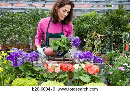 Gardener transplanting flower pots. Garden, Tree nursery. Gipuzkoa, Euskadi. Spain. View Large Photo Image Stock Photo - Gardener transplanting flower pots. Garden, Tree nursery. Gipuzkoa, Euskadi. Spain.. Fotosearch