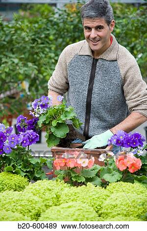 Gardener transplanting flower pots. Garden, Tree nursery. Gipuzkoa, Euskadi. Spain. View Large Photo Image Stock Photo - Gardener transplanting flower pots. Garden, Tree nursery. Gipuzkoa, Euskadi. Spain.. Fotosearch