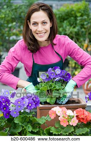 Gardener transplanting flower pots. Garden, Tree nursery. Gipuzkoa, Euskadi. Spain. View Large Photo Image Stock Photograph - Gardener transplanting flower pots. Garden, Tree nursery. Gipuzkoa, Euskadi. Spain.. Fotosearch