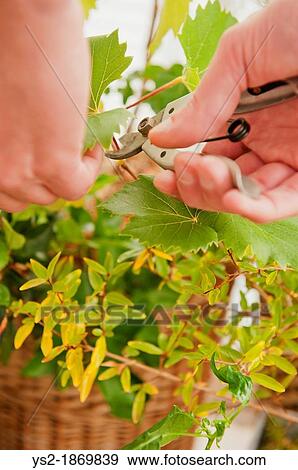 Gardener trim green plant working with pruning shears View Large Photo Image Stock Photo - Gardener trim green plant working with pruning shears. Fotosearch