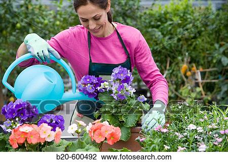 Gardener watering flower pots. Garden, Tree nursery. Gipuzkoa, Euskadi. Spain. View Large Photo Image Stock Image - Gardener watering flower pots. Garden, Tree nursery. Gipuzkoa, Euskadi. Spain.. Fotosearch
