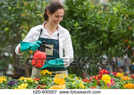 Gardener watering flowerpots with pansies, Garden, Tree nursery. Gipuzkoa, Euskadi. Spain. View Large Photo Image Stock Photo - Gardener watering flowerpots with pansies, Garden, Tree nursery. Gipuzkoa, Euskadi. Spain.. Fotosearch