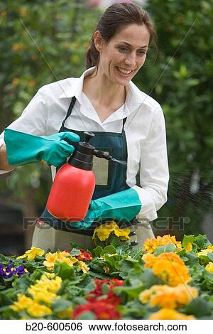 Gardener watering flowerpots with pansies, Garden, Tree nursery. Gipuzkoa, Euskadi. Spain. View Large Photo Image Stock Photograph - Gardener watering flowerpots with pansies, Garden, Tree nursery. Gipuzkoa, Euskadi. Spain.. Fotosearch