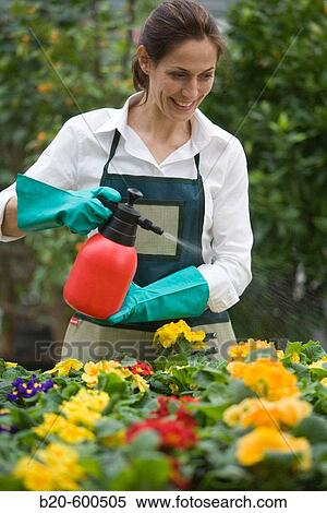 Gardener watering flowerpots with pansies, Garden, Tree nursery. Gipuzkoa, Euskadi. Spain. View Large Photo Image Stock Photography - Gardener watering flowerpots with pansies, Garden, Tree nursery. Gipuzkoa, Euskadi. Spain.. Fotosearch