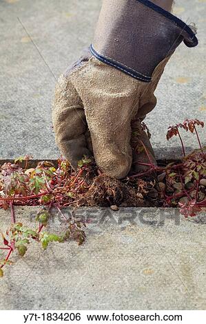 Gardener weeding by hand amongst paving slabs, pulling up geranium sp View Large Photo Image Stock Photograph - Gardener weeding by hand amongst paving slabs, pulling up geranium sp. Fotosearch