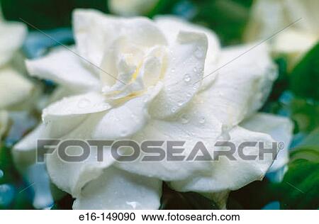 Stock Image - Gardenia. Fotosearch