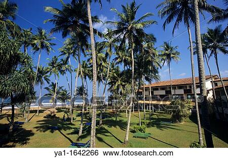 Gardens of Hotel Tangerine, Kalutara, Sri Lanka View Large Photo Image Stock Photograph - Gardens of Hotel Tangerine, Kalutara, Sri Lanka. Fotosearch