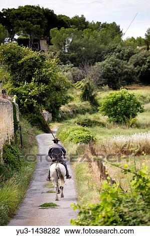 Stock Image - Gardian riding on Camargue pony and holding long stick to herd bulls, Aubais, near N? mes, Gard, France. Fotosearch