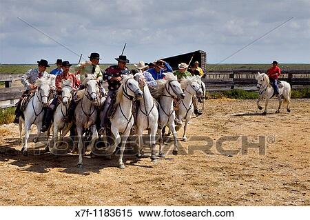 Stock Photography - Gardians doing an Abrivado Gardians horsemen that works with bull of Camargue Les Saintes Maries de la Mer, Camargue, Bouches du Rhone, France. Fotosearch