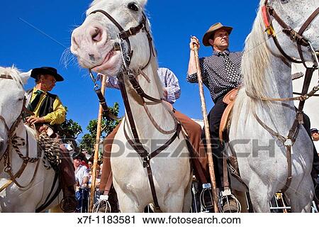 Gardians horsemen that works with bull of Camargue Procession during annual gipsy pilgrimage at Les Saintes Maries de la Mer may, Camargue, Bouches du Rhone, France View Large Photo Image Stock Image - Gardians horsemen that works with bull of Camargue Procession during annual gipsy pilgrimage at Les Saintes Maries de la Mer may, Camargue, Bouches du Rhone, France. Fotosearch