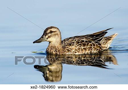 Stock Image - Garganey - Anas querquedula, Crete. Fotosearch