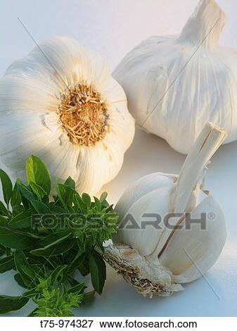 Stock Photo - Garlic and basil. Fotosearch