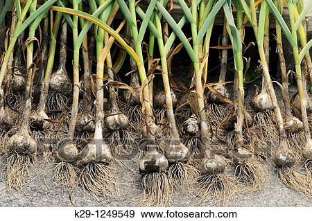 Garlic bulbs, being arranged to dry after harvest View Large Photo Image Stock Photo - Garlic bulbs, being arranged to dry after harvest. Fotosearch