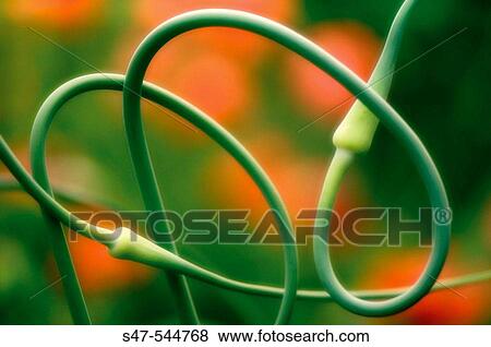 Garlic Flower Spikes. Allium sativum. Maryland, USA. View Large Photo Image Stock Photo - Garlic Flower Spikes. Allium sativum. Maryland, USA.. Fotosearch