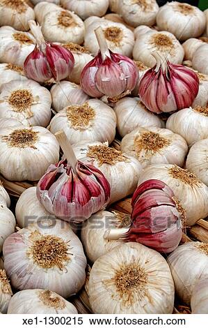 Garlic, food. View Large Photo Image Stock Photography - Garlic, food.. Fotosearch