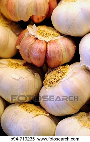 Garlic for sale at La Boqueria market, Barcelona. Catalonia, Spain View Large Photo Image Stock Photography - Garlic for sale at La Boqueria market, Barcelona. Catalonia, Spain. Fotosearch