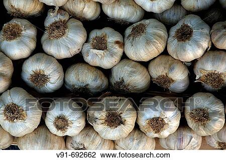 Garlic for sale, Godella. Valencia province, Comunidad Valenciana, Spain (April 2007) View Large Photo Image Stock Image - Garlic for sale, Godella. Valencia province, Comunidad Valenciana, Spain (April 2007). Fotosearch