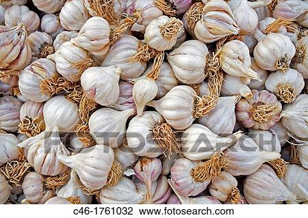 Garlic, Jodhpur Rajasthan India. View Large Photo Image Stock Image - Garlic, Jodhpur Rajasthan India.. Fotosearch