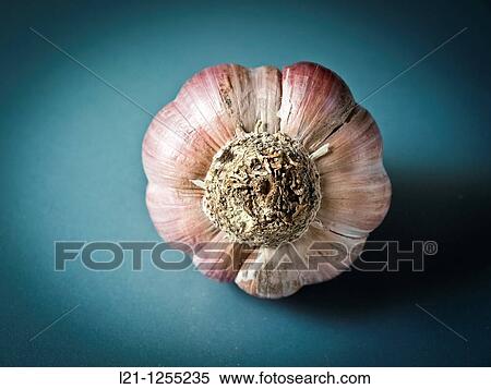 Garlic View Large Photo Image Stock Photography - Garlic. Fotosearch