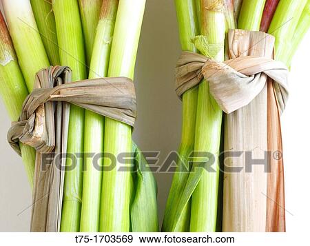 Garlic, youngest View Large Photo Image Stock Photo - Garlic, youngest. Fotosearch