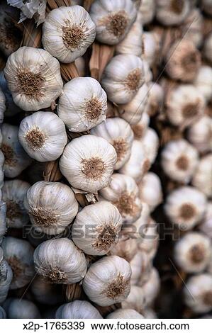 Garlics in Logrono, La Rioja, Spain View Large Photo Image Stock Photo - Garlics in Logrono, La Rioja, Spain. Fotosearch