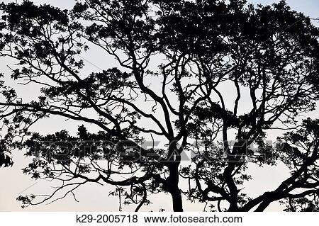 Garry oak tree silhouettes at sunrise in Beacon Hill Park, Victoria, British Columbia, Canada. View Large Photo Image Stock Photo - Garry oak tree silhouettes at sunrise in Beacon Hill Park, Victoria, British Columbia, Canada.. Fotosearch