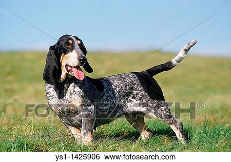 GASCONY BLUE BASSET OR BASSET BLEU DE GASCOGNE, ADULT STANDING ON GRASS View Large Photo Image Stock Photograph - GASCONY BLUE BASSET OR BASSET BLEU DE GASCOGNE, ADULT STANDING ON GRASS. Fotosearch