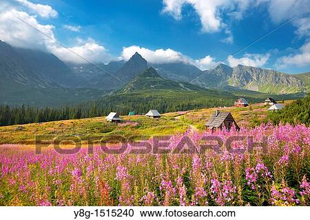 Stock Image - Gasienicowa Valley, Tatra National Park, Poland, Europe. Fotosearch