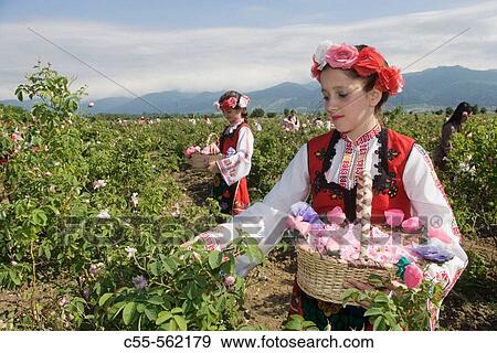 Gathering of roses. Festival of the Roses. Kazanlak. Bulgaria. View Large Photo Image Stock Photo - Gathering of roses. Festival of the Roses. Kazanlak. Bulgaria.. Fotosearch