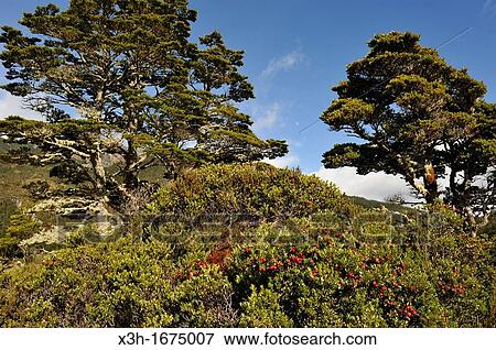 Stock Photo - gaultheria mucronata shrub foreground, Ainsworth Bay, Alberto de Agostini National Park, Tierra del Fuego, Patagonia, Chile, South America. Fotosearch