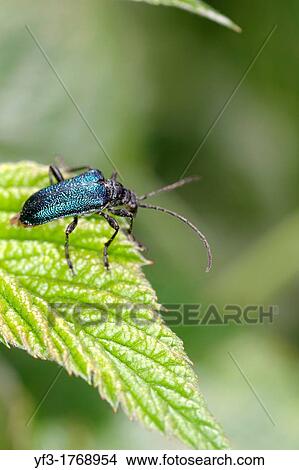 Gaurotes virgineus, Alps, France View Large Photo Image Picture - Gaurotes virgineus, Alps, France. Fotosearch